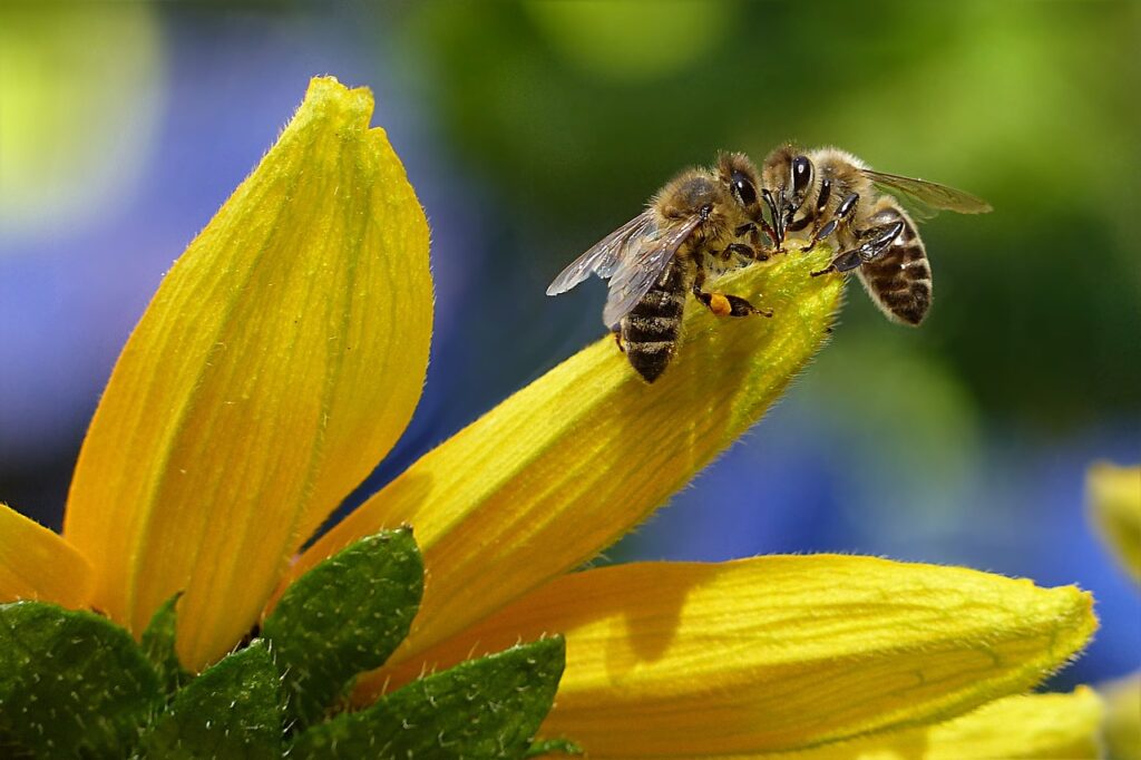 bee, honey bee, apis, nature, insect, flower wallpaper, flower background, beautiful flowers, flower, garden