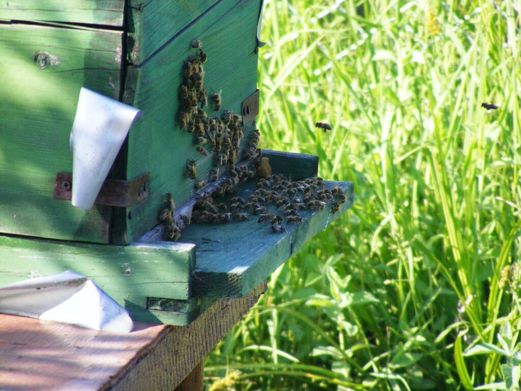 bees, hive, beehive, swarm, insects, flying, honey, beekeeping, farm, organic, beeswax, agriculture, colony, beekeeper, nature, pollinate, bee-hive, bee-keeper, bee-keeping, bees-wax, honeybee, pollen