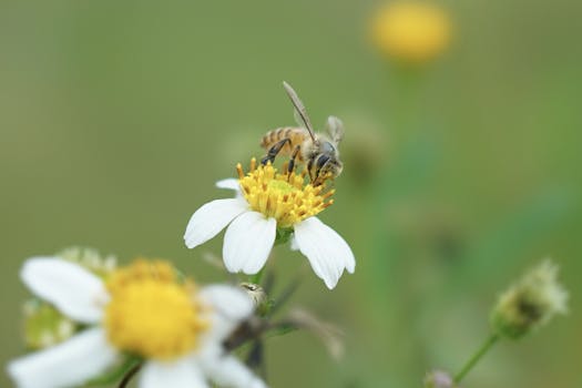 Close-up of a bee gathering nectar from a white daisy flower in a natural setting.
